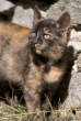 20061029_105730 Gatto.jpg